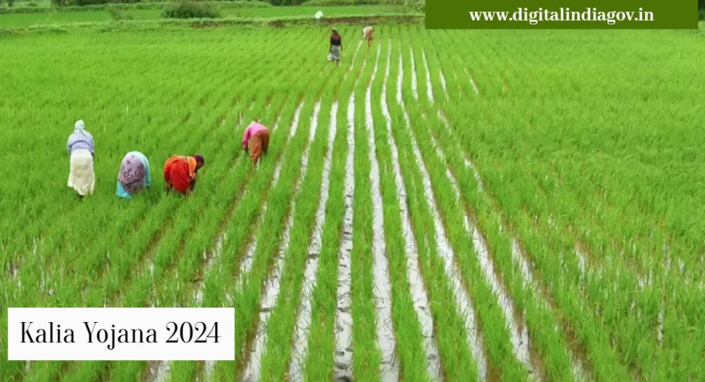 Kalia Yojana