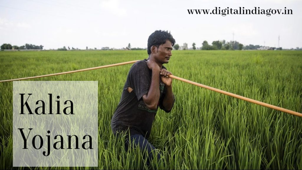 Kalia Yojana