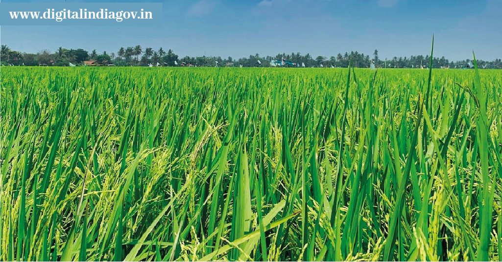 Pik Vima Yojana