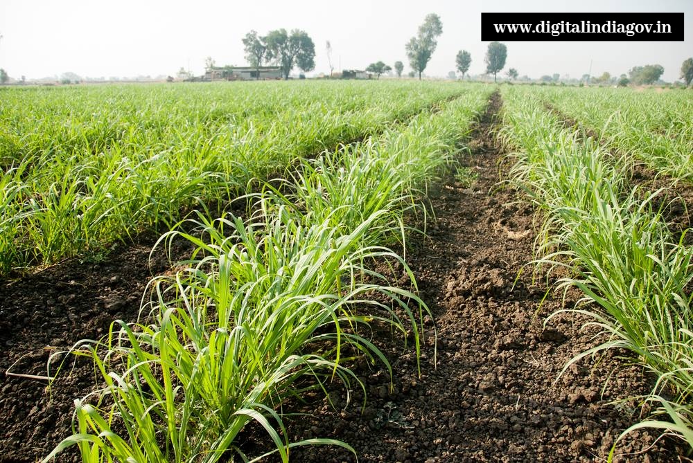 Bihar Rajya Fasal Sahayata Yojana